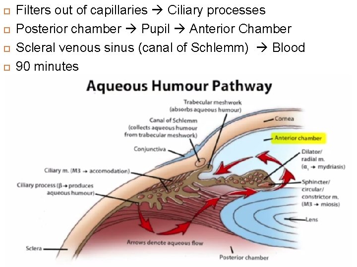  Filters out of capillaries Ciliary processes Posterior chamber Pupil Anterior Chamber Scleral venous
