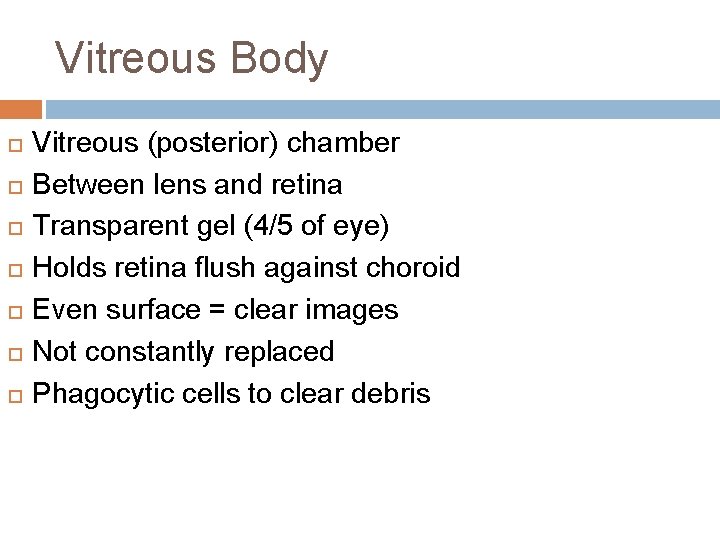 Vitreous Body Vitreous (posterior) chamber Between lens and retina Transparent gel (4/5 of eye)