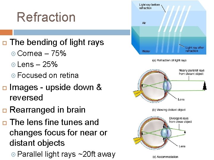 Refraction The bending of light rays Cornea – 75% Lens – 25% Focused on