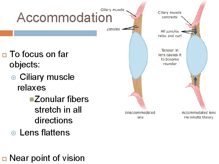 Accommodation To focus on far objects: Ciliary muscle relaxes Zonular fibers stretch in all