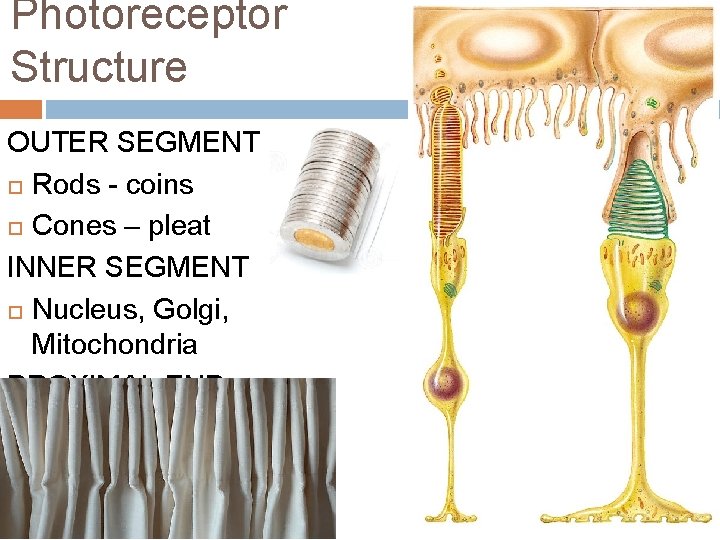 Photoreceptor Structure OUTER SEGMENT Rods - coins Cones – pleat INNER SEGMENT Nucleus, Golgi,