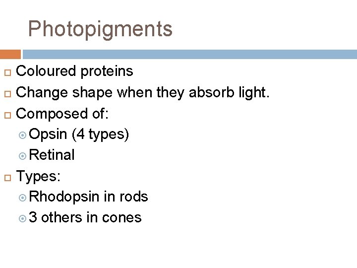 Photopigments Coloured proteins Change shape when they absorb light. Composed of: Opsin (4 types)