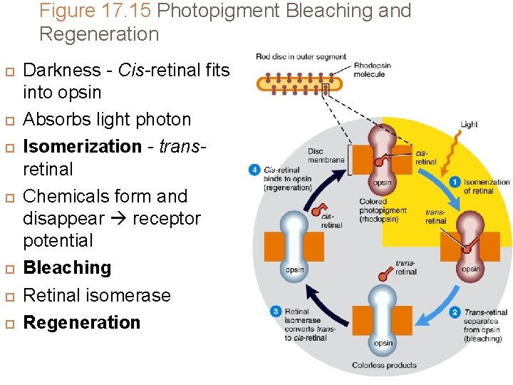 Figure 17. 15 Photopigment Bleaching and Regeneration Darkness - Cis-retinal fits into opsin Absorbs