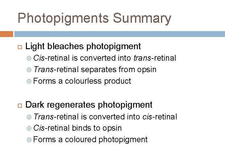 Photopigments Summary Light bleaches photopigment Cis-retinal is converted into trans-retinal Trans-retinal separates from opsin
