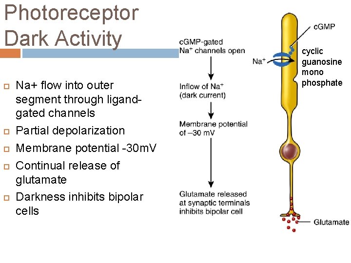 Photoreceptor Dark Activity Na+ flow into outer segment through ligandgated channels Partial depolarization Membrane