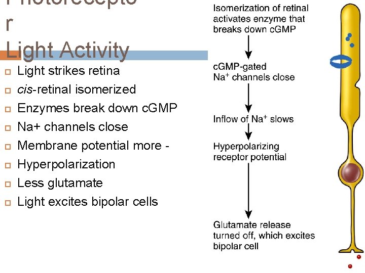 Photorecepto r Light Activity Light strikes retina cis-retinal isomerized Enzymes break down c. GMP