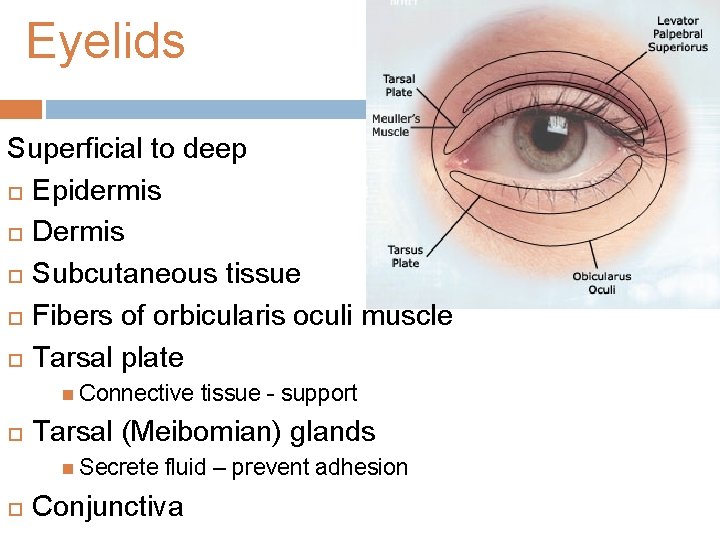 Eyelids Superficial to deep Epidermis Dermis Subcutaneous tissue Fibers of orbicularis oculi muscle Tarsal
