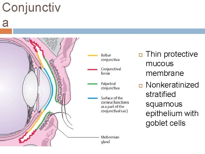 Conjunctiv a Thin protective mucous membrane Nonkeratinized stratified squamous epithelium with goblet cells 
