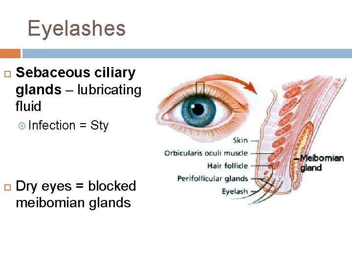 Eyelashes Sebaceous ciliary glands – lubricating fluid Infection = Sty Dry eyes = blocked