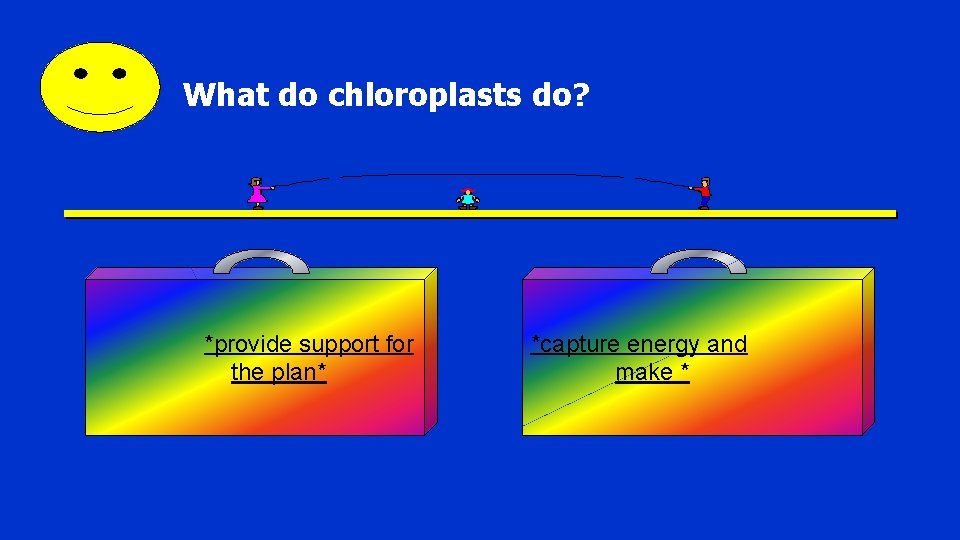 What do chloroplasts do? *provide support for the plan* *capture energy and make *