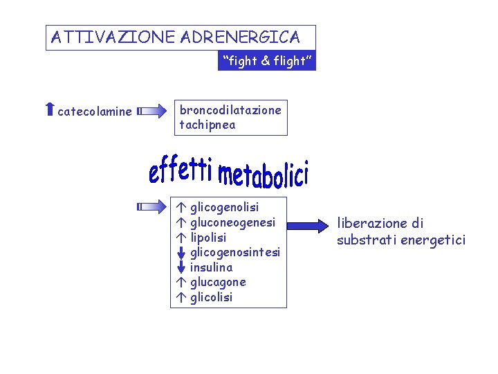 ATTIVAZIONE ADRENERGICA “fight & flight” catecolamine broncodilatazione tachipnea á glicogenolisi á gluconeogenesi á lipolisi