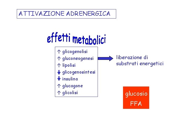 ATTIVAZIONE ADRENERGICA á glicogenolisi á gluconeogenesi á lipolisi glicogenosintesi insulina á glucagone á glicolisi