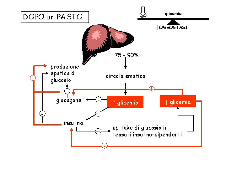 glicemia DOPO un PASTO OMEOSTASI 75 - 90% produzione epatica di glucosio + glucagone