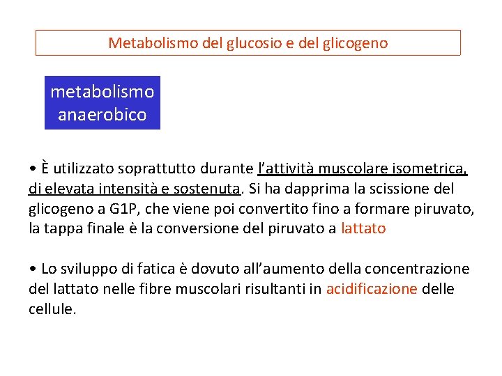 Metabolismo del glucosio e del glicogeno metabolismo anaerobico • È utilizzato soprattutto durante l’attività