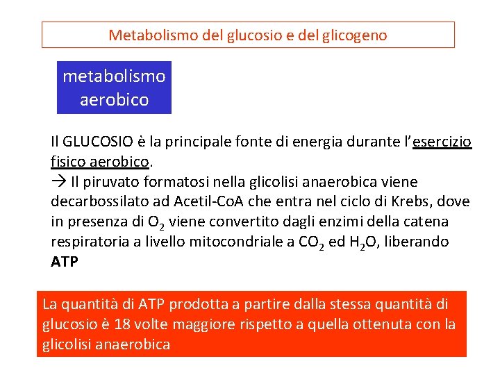 Metabolismo del glucosio e del glicogeno metabolismo aerobico Il GLUCOSIO è la principale fonte