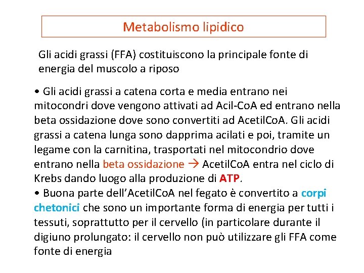 Metabolismo lipidico Gli acidi grassi (FFA) costituiscono la principale fonte di energia del muscolo