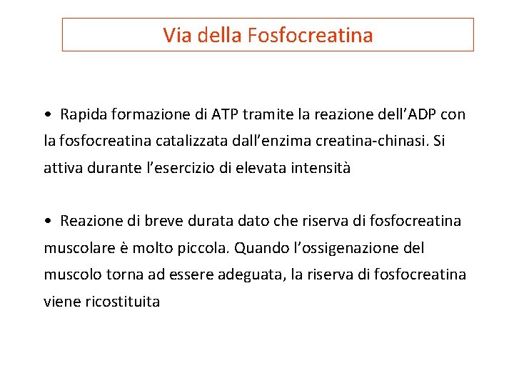 Via della Fosfocreatina • Rapida formazione di ATP tramite la reazione dell’ADP con la
