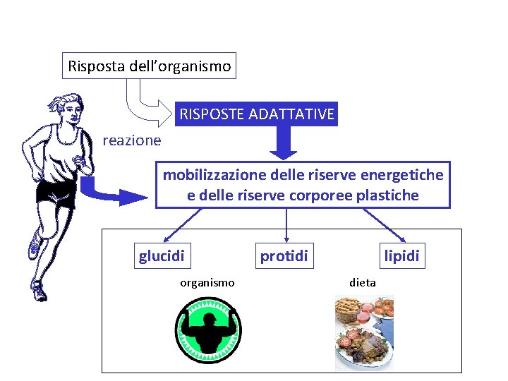 Risposta dell’organismo RISPOSTE ADATTATIVE reazione mobilizzazione delle riserve energetiche e delle riserve corporee plastiche