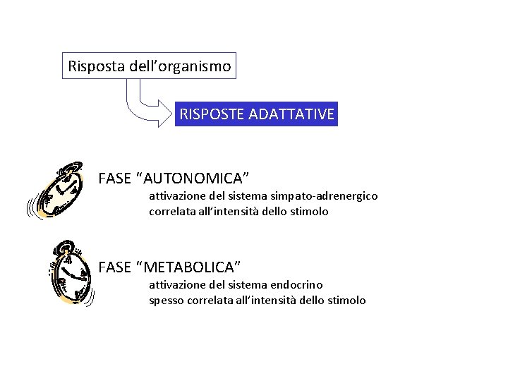 Risposta dell’organismo RISPOSTE ADATTATIVE FASE “AUTONOMICA” attivazione del sistema simpato-adrenergico correlata all’intensità dello stimolo