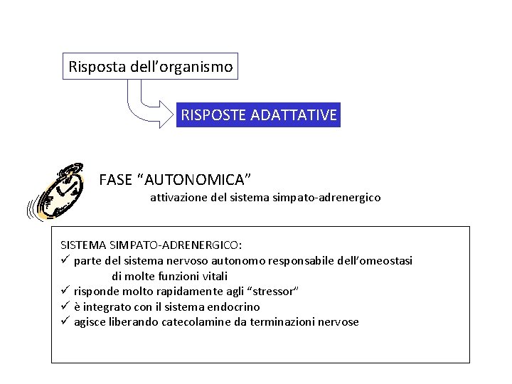 Risposta dell’organismo RISPOSTE ADATTATIVE FASE “AUTONOMICA” attivazione del sistema simpato-adrenergico SISTEMA SIMPATO-ADRENERGICO: ü parte