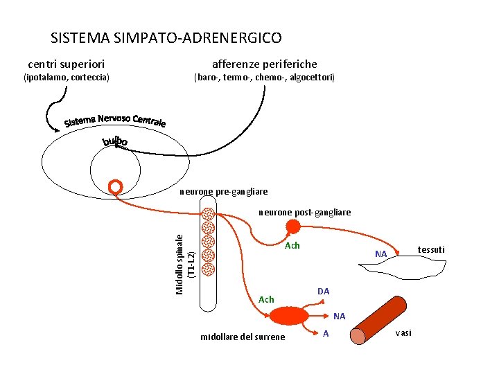 SISTEMA SIMPATO-ADRENERGICO (ipotalamo, corteccia) afferenze periferiche (baro-, termo-, chemo-, algocettori) neurone pre-gangliare neurone post-gangliare