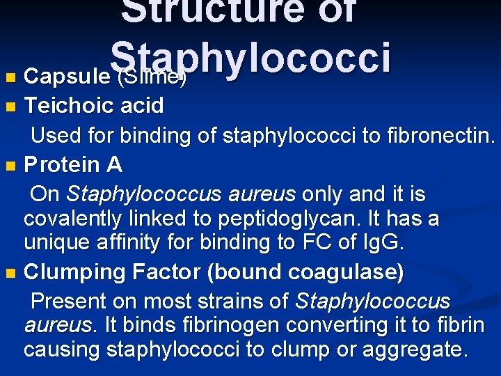 n Structure of Staphylococci Capsule (Slime) Teichoic acid Used for binding of staphylococci to