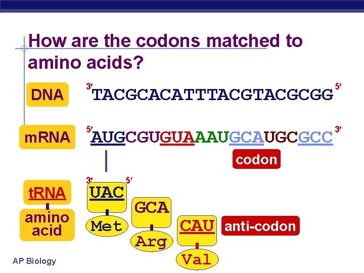 How are the codons matched to amino acids? DNA m. RNA 3 5 5