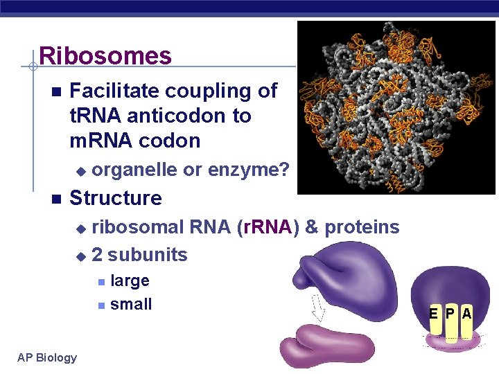 Ribosomes Facilitate coupling of t. RNA anticodon to m. RNA codon u organelle or