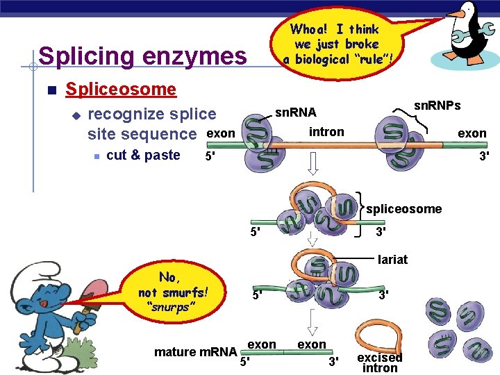 Whoa! I think we just broke a biological “rule”! Splicing enzymes Spliceosome u recognize