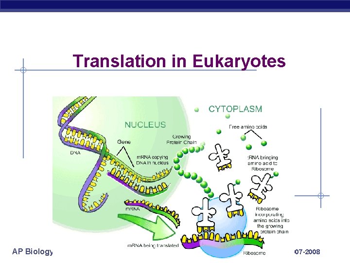 Translation in Eukaryotes AP Biology 2007 -2008 