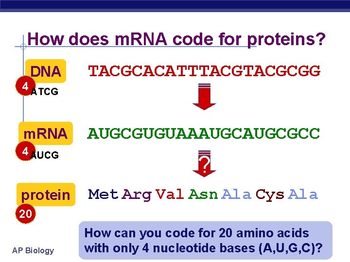 How does m. RNA code for proteins? DNA TACGCACATTTACGCGG m. RNA AUGCGUGUAAAUGCGCC 4 ATCG