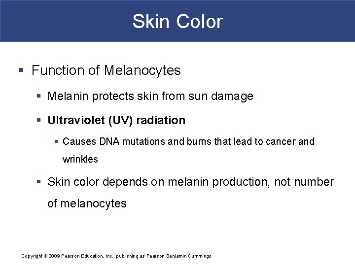 Skin Color § Function of Melanocytes § Melanin protects skin from sun damage § Skin Color § Function of Melanocytes § Melanin protects skin from sun damage §