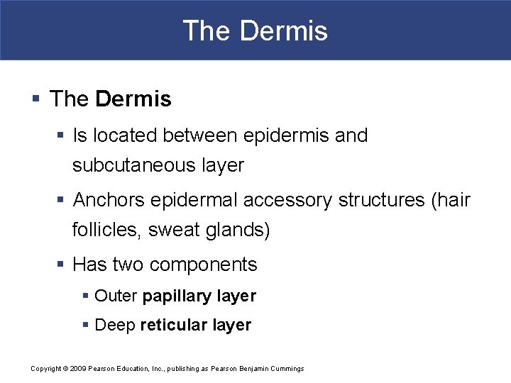 The Dermis § Is located between epidermis and subcutaneous layer § Anchors epidermal accessory