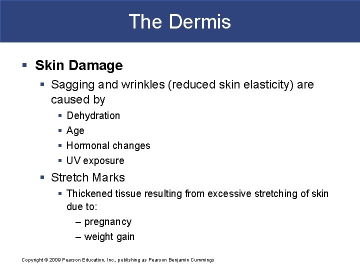 The Dermis § Skin Damage § Sagging and wrinkles (reduced skin elasticity) are caused The Dermis § Skin Damage § Sagging and wrinkles (reduced skin elasticity) are caused