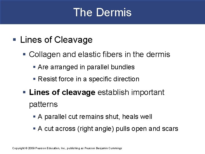 The Dermis § Lines of Cleavage § Collagen and elastic fibers in the dermis The Dermis § Lines of Cleavage § Collagen and elastic fibers in the dermis