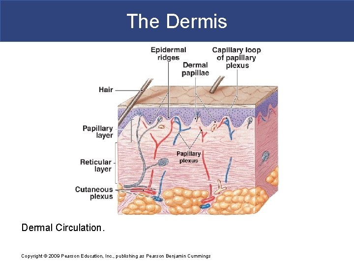 The Dermis Dermal Circulation. Copyright © 2009 Pearson Education, Inc. , publishing as Pearson