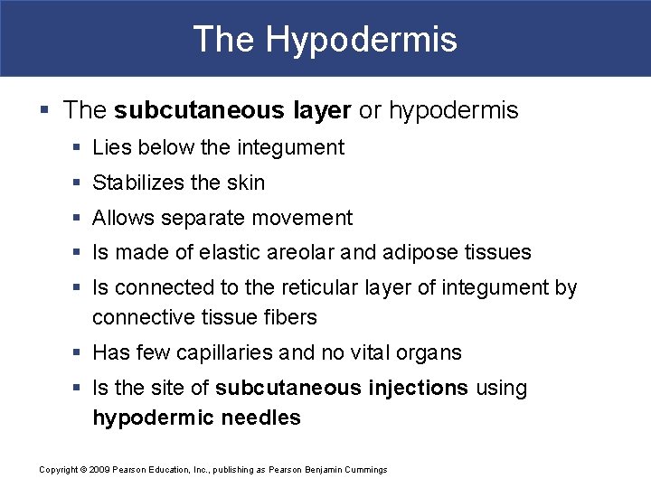 The Hypodermis § The subcutaneous layer or hypodermis § Lies below the integument § The Hypodermis § The subcutaneous layer or hypodermis § Lies below the integument §