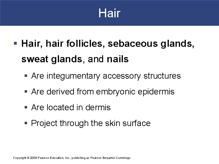 Hair § Hair, hair follicles, sebaceous glands, sweat glands, and nails § Are integumentary