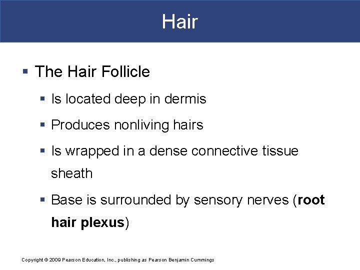 Hair § The Hair Follicle § Is located deep in dermis § Produces nonliving Hair § The Hair Follicle § Is located deep in dermis § Produces nonliving