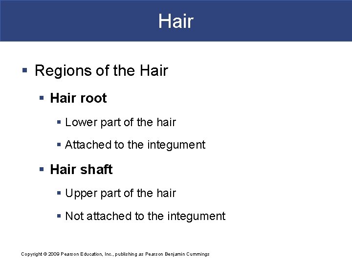 Hair § Regions of the Hair § Hair root § Lower part of the