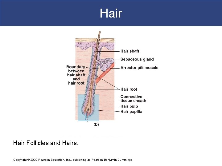 Hair Follicles and Hairs. Copyright © 2009 Pearson Education, Inc. , publishing as Pearson Hair Follicles and Hairs. Copyright © 2009 Pearson Education, Inc. , publishing as Pearson