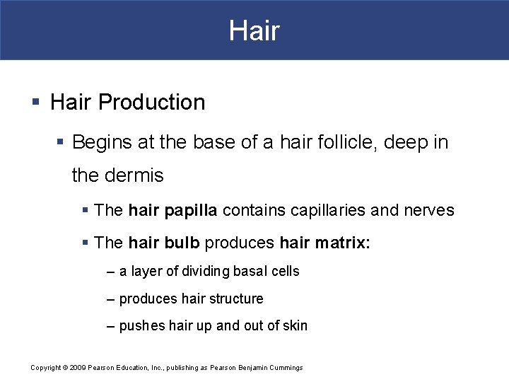 Hair § Hair Production § Begins at the base of a hair follicle, deep