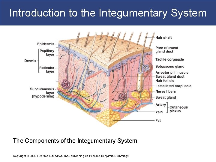 Introduction to the Integumentary System The Components of the Integumentary System. Copyright © 2009