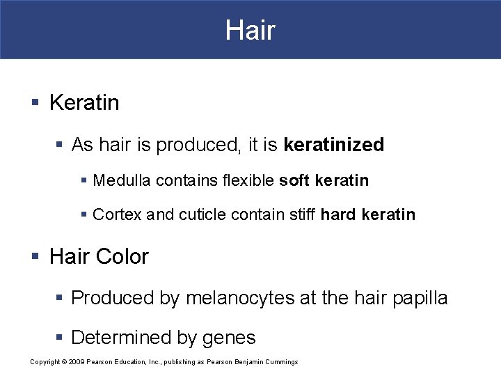 Hair § Keratin § As hair is produced, it is keratinized § Medulla contains Hair § Keratin § As hair is produced, it is keratinized § Medulla contains