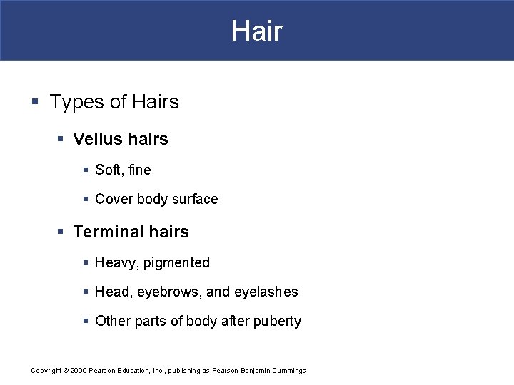 Hair § Types of Hairs § Vellus hairs § Soft, fine § Cover body