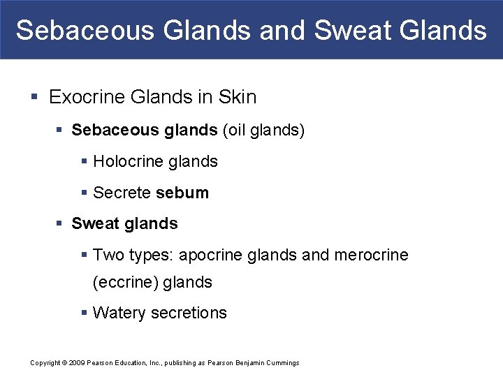 Sebaceous Glands and Sweat Glands § Exocrine Glands in Skin § Sebaceous glands (oil