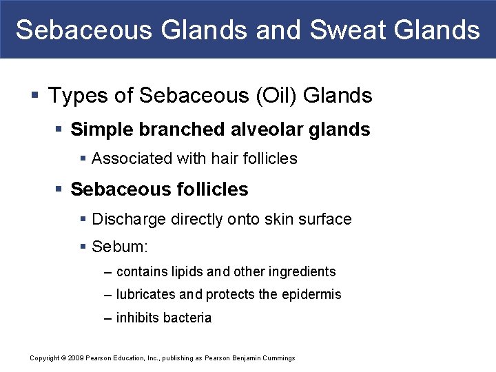 Sebaceous Glands and Sweat Glands § Types of Sebaceous (Oil) Glands § Simple branched