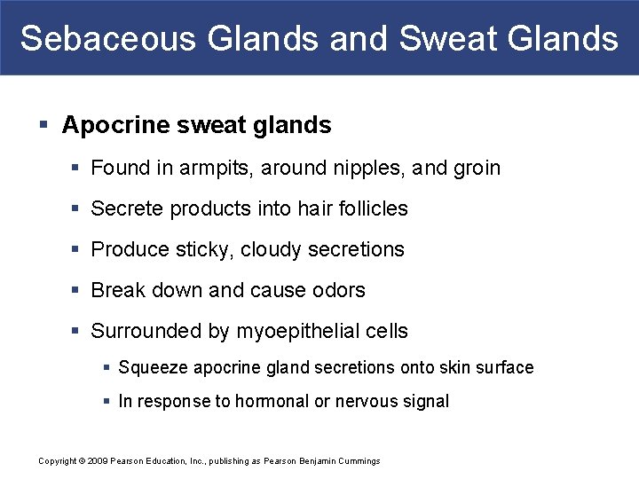 Sebaceous Glands and Sweat Glands § Apocrine sweat glands § Found in armpits, around