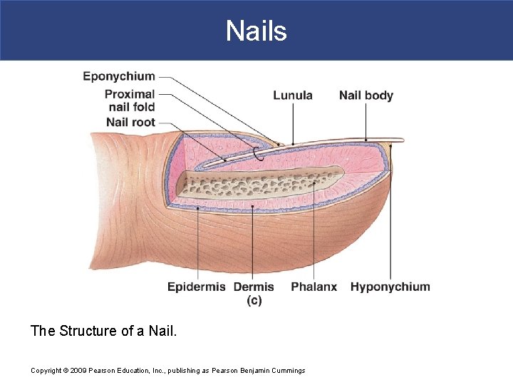 Nails The Structure of a Nail. Copyright © 2009 Pearson Education, Inc. , publishing