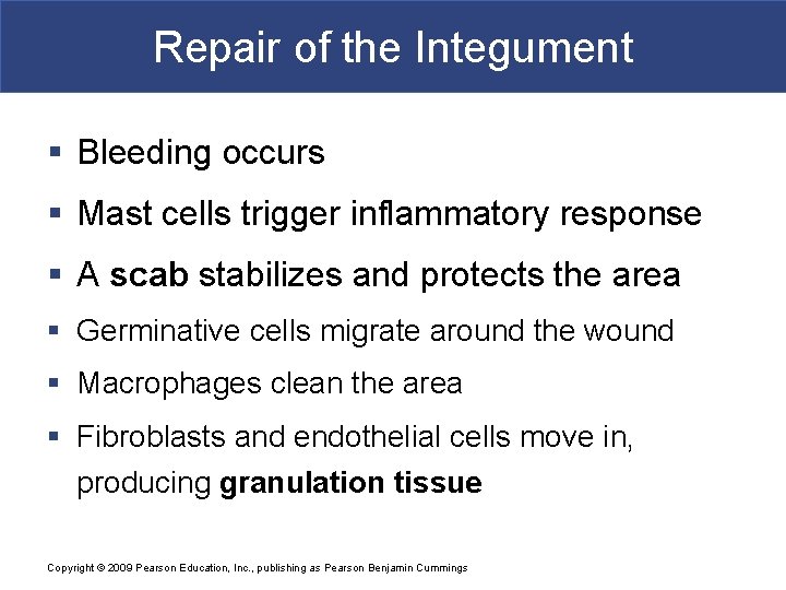 Repair of the Integument § Bleeding occurs § Mast cells trigger inflammatory response §